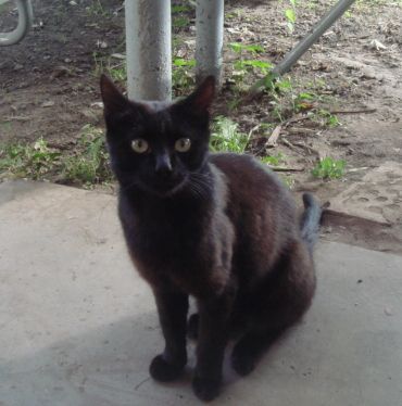 &quot;Ваши документы! Вы про процедурному вопросу?&quot;:))