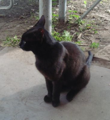 Ох, уж эта знакомая кошачья поза &quot;уши-вразлёт&quot;.<br /><br />Или &quot;ходят тут всякие, без-сосисочные, а туда же - снимать надармовщинку норовят&quot;:))