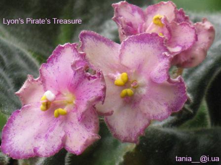 Lyon’s Pirate’s Treasure.jpg