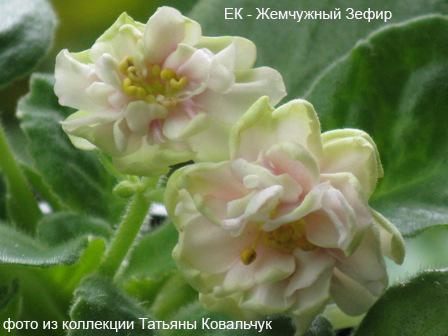 - Жемчужный Зефир.jpg