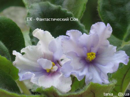 - Фантастический Сон.jpg