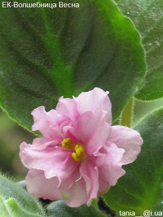 -Волшебница Весна.jpg