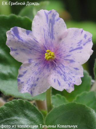 -Грибной Дождь.jpg