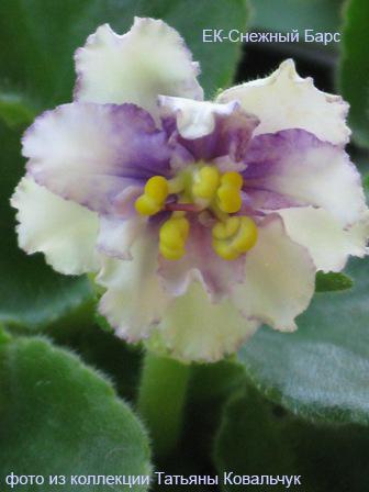 -Снежный Барс.jpg