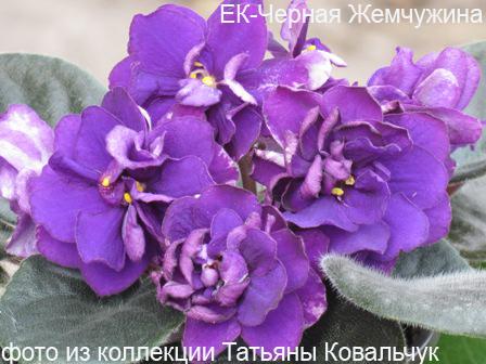 -Черная Жемчужина.jpg