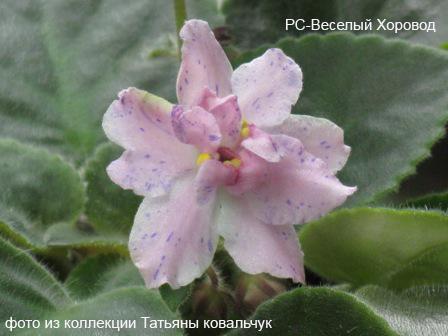 -Веселый Хоровод.jpg