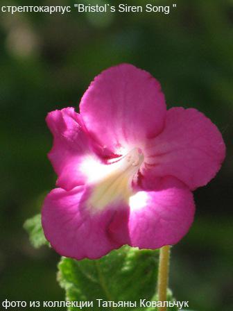 Bristol`s Siren Song .jpg