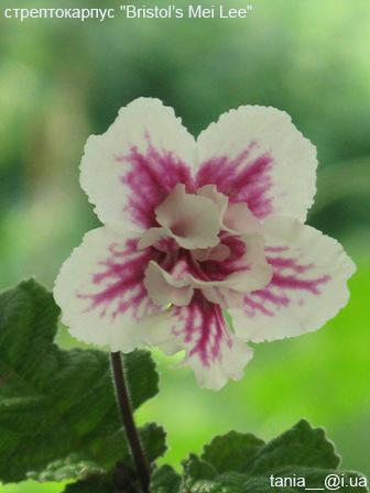 Bristol’s Mei Lee.jpg