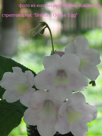 Bristol`s Goose Egg.jpg