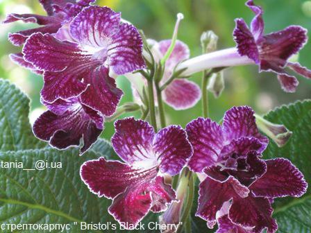 Bristol’s Black Cherry.jpg