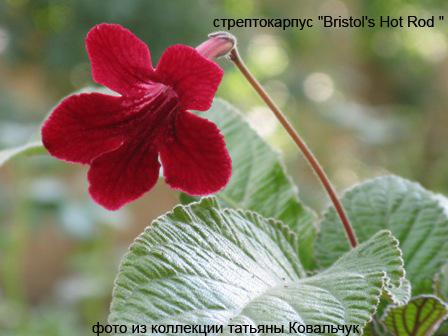 Bristol's Hot Rod .jpg