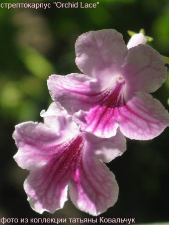 Orchid Lace.jpg