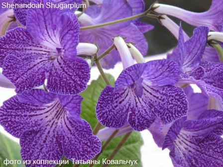 Shenandoah Shugarplum_.jpg