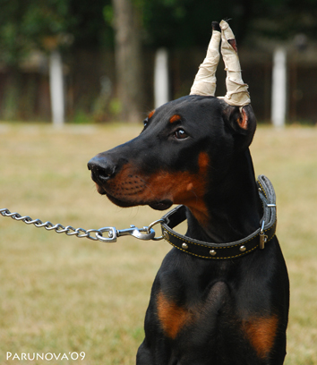 вот такая умнючая мордень!