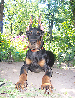 ну что каков красавец!?