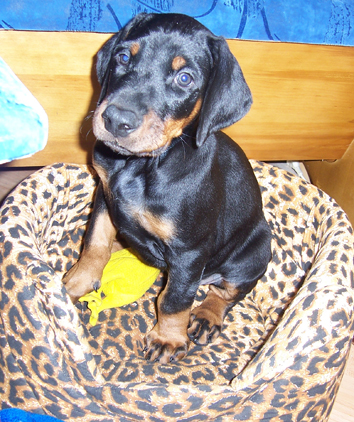 ну очччень грозный товарищ ;)