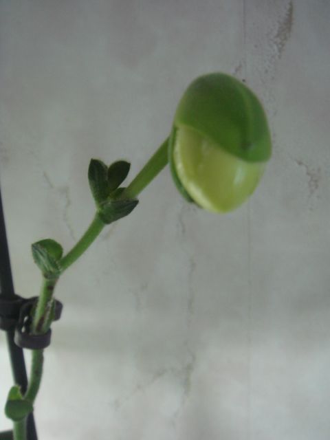 Обожаю этих жирафиков:))