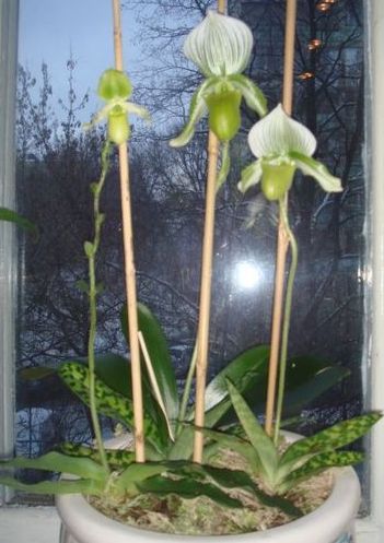 Браты-акробаты:))