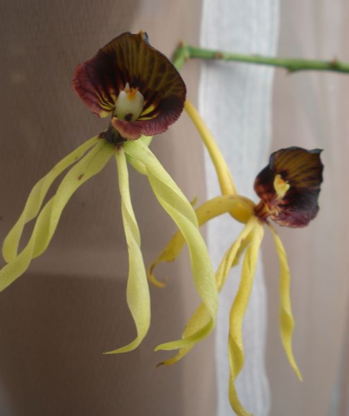 Мамина осьминожка