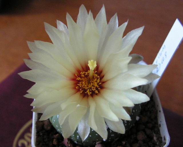 2006_07_08 005_sm1.jpg