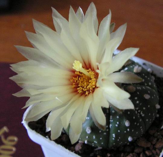 2006_07_08 007_sm1.jpg