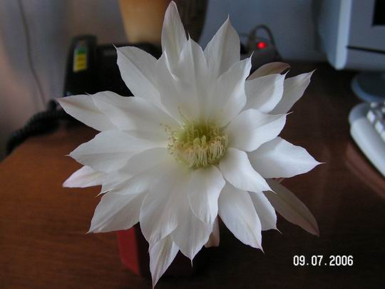 Resize of 2006_07_09 010.jpg