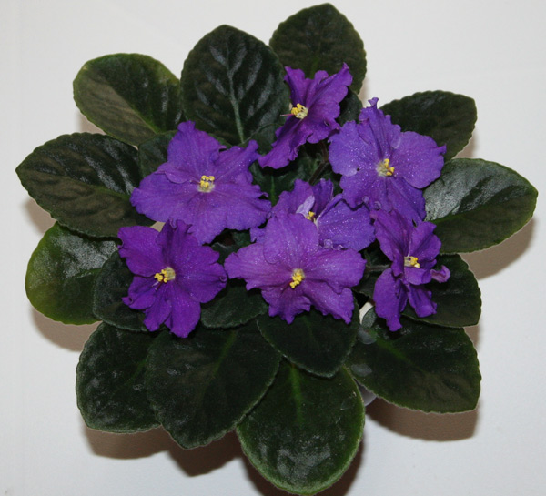 РС-Импрессарио