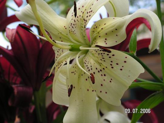 Resize of 2006_07_09 019.jpg