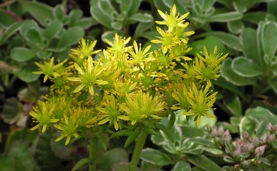 Resize of 2006_07_09 008sm1.jpg