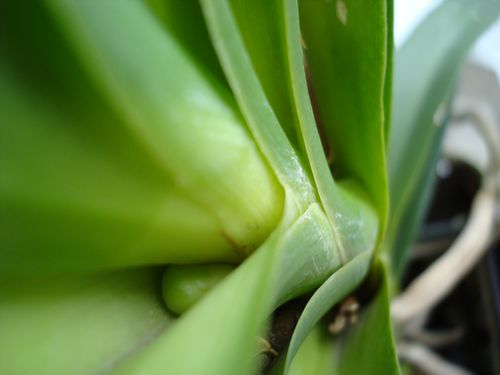 Будущее 4-е цветение Пак Чонг Блю за год (11.08.2008- 20.08.2009)