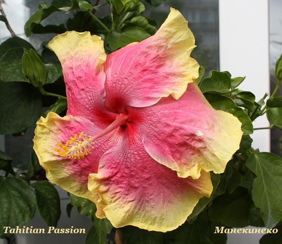 IMG_2342 Tahitian Passion крупный.jpg