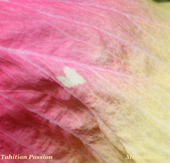 IMG_2344Tahitian Passion сердечко.jpg