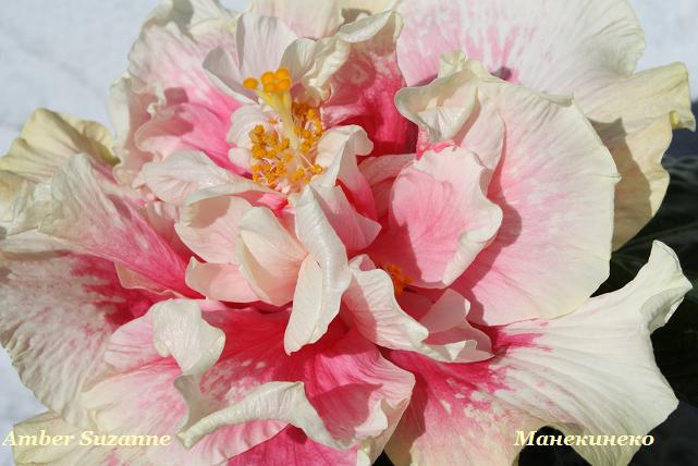 IMG_2363Amber Suzanne 3.jpg