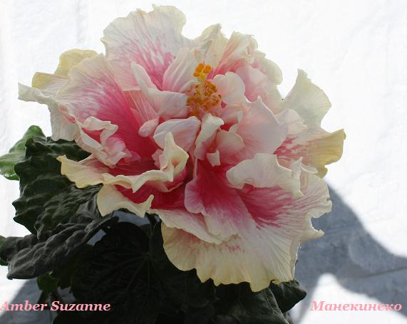 IMG_2373Amber Suzanne 2.jpg