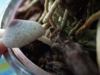 grib - 2006 07 10.jpg