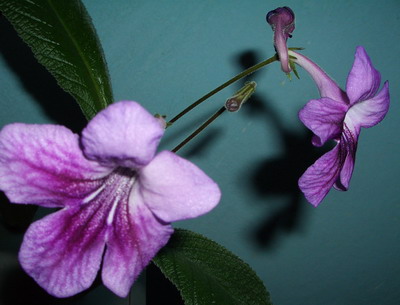 streps - noname01 - 2006 07 10.jpg