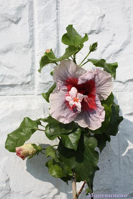 IMG_2379 недостача 1.jpg