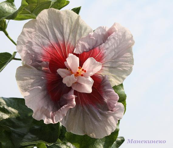 IMG_2378 недостача 2.jpg