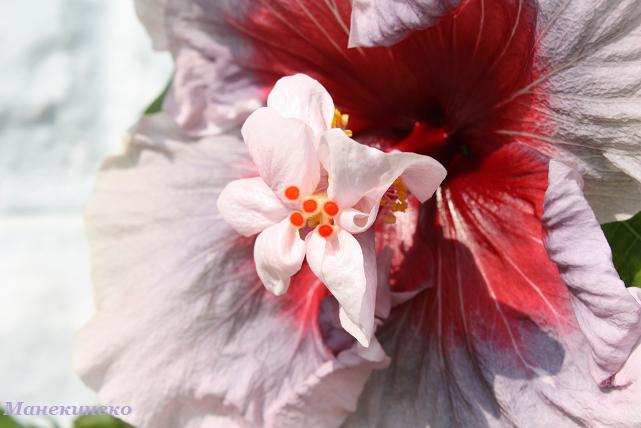 IMG_2382 недостача 3.jpg