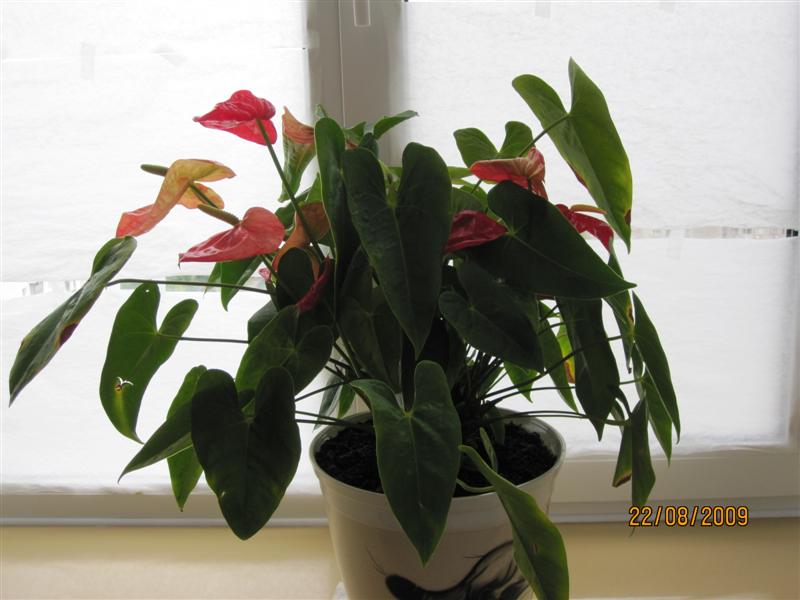 Copy of IMG_0835 (Medium).jpg