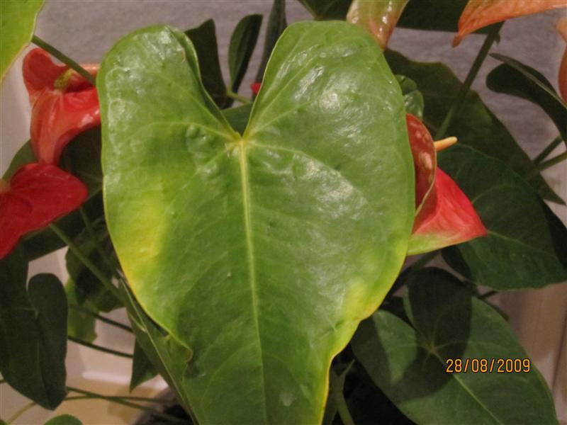 IMG_0868 (Medium).jpg