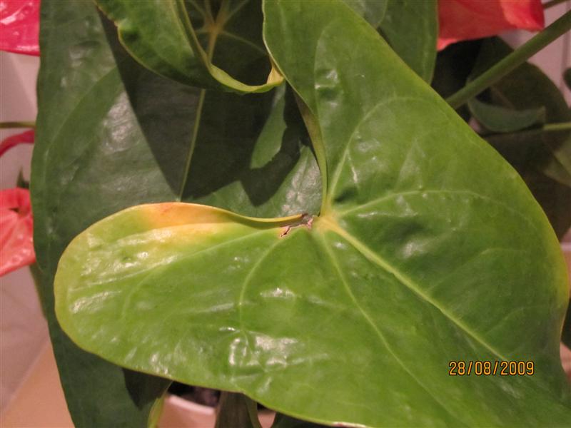 IMG_0869 (Medium).jpg