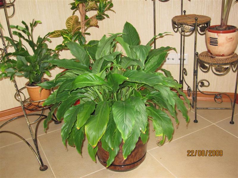 Copy of IMG_0838 (Medium).jpg