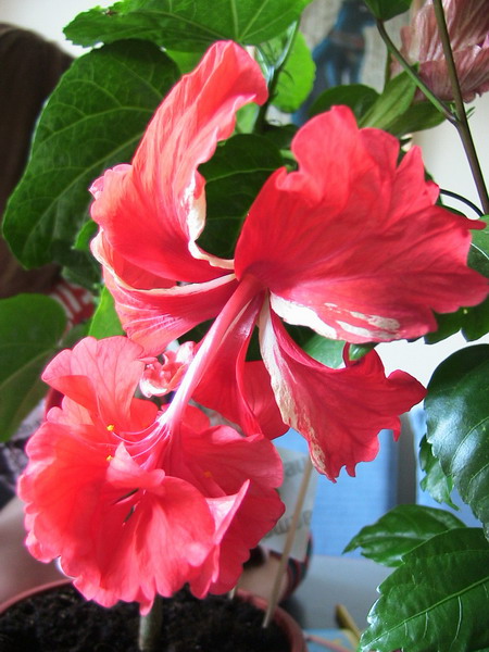 Bloody Mary_1 029.jpg