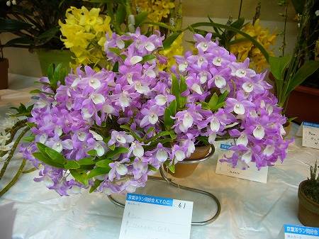 Den. Hamana Lake ‘Kumi’.jpg