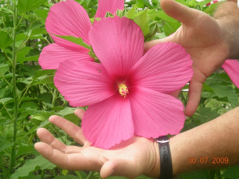 садовый травяной гибискус