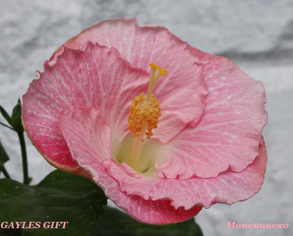 IMG_2397GAYLES GIFT.jpg