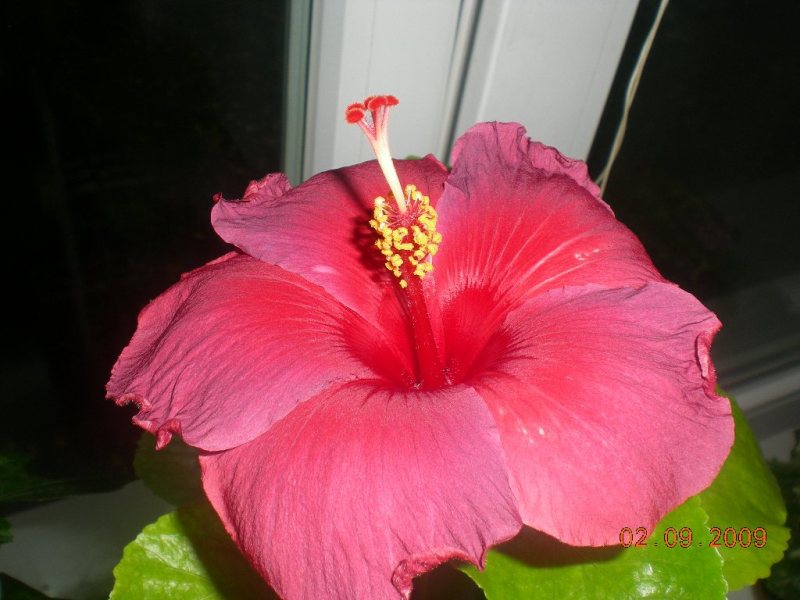 У меня сегодня праздник-распустился мой первый в жизни гибискус!!!!!!