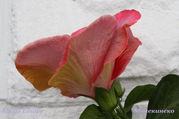 IMG_2405Marie Louise   030909 бутон.jpg