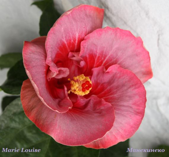 IMG_2406 Marie Louise   030909 цветок.jpg